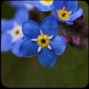 Myosotis Sylvatica